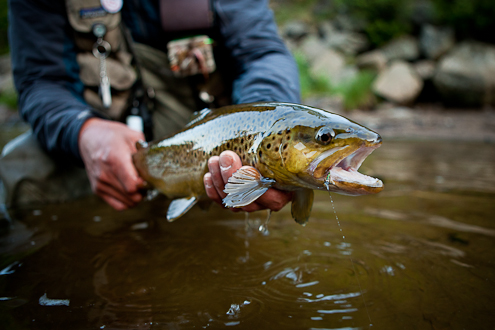 fly fishing photography