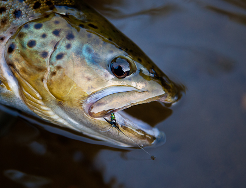 fly fishing photography